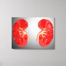 Suche nach menschliche drüsen leinwandbilder Anatomie