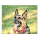 Suche nach verkleidung poster Hund