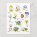 Recherche de illustrations botaniques cartes postales Fleur