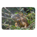 Recherche de exotique photographie Iguana