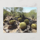 Recherche de sonora cartes postales Cactus