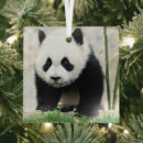 Recherche de panda de bébé ornements Chine
