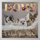 Suche nach haustier poster Welpe