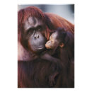 Suche nach pongo poster Adam jones