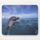 Recherche de dauphin mignon tapis souris Faune