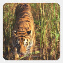 Suche nach bengalischer tiger aufkleber Natur