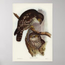 Recherche de illustration hibou posters Oiseau