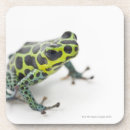 Suche nach grüner frosch untersetzer Studioschuß