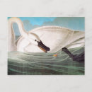 Recherche de peinture de cygne cartes postales John james audubon
