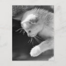 Recherche de petra Noir