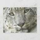 Recherche de léopard neige cartes postales Faune