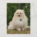 Recherche de pomeranians cartes postales Photographe canin