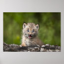 Suche nach luchs poster Wild lebende tiere