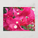 Suche nach bouganvilla Natur