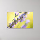 Suche nach lavendel geschenken poster leinwandbilder Blume