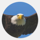 Suche nach weißkopfseeadler aufkleber Haliaeetus leucocephalus