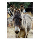 Recherche de burro Équin