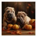 Recherche de shar pei posters Animal de compagnie