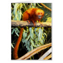 Suche nach murmeltier postkarten Niedlich