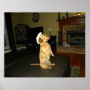 Recherche de dachshund posters Chien blanc