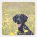 Suche nach schwarzes labrador aufkleber Fotografie