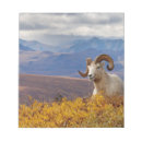 Suche nach schafe notizblock Pflanzenfresser