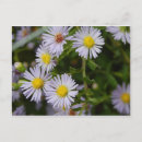 Suche nach vögel und bienen poster Blume