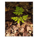 Recherche de germes posters Nature
