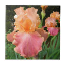 Recherche de iris carreaux Rose