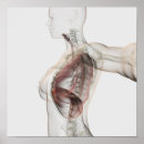 Suche nach female anatomy poster Transparent