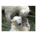 Recherche de ours polaire posters Glace