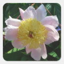 Suche nach gelbe blüte aufkleber Rosa