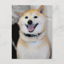 Recherche de shiba cartes postales Canine