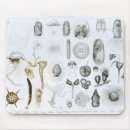 Recherche de zoologie tapis souris Anglais