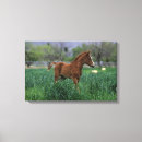 Suche nach araber leinwandbilder Stehend