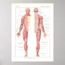 Recherche de moelle épinière posters Anatomie