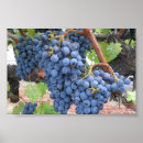 Suche nach napa poster Trauben