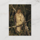Recherche de fauconnerie cartes visite Oiseaux