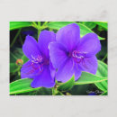 Suche nach begrüssen postkarten Blume