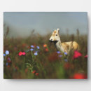 Suche nach wieser fotoplatten Feld