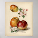Suche nach vintage botanical poster Retro