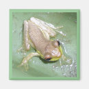 Recherche de grenouille magnets Froggie