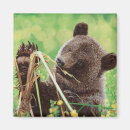 Recherche de ours gris magnets Nature