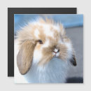 Suche nach flandern magnete Urlaub