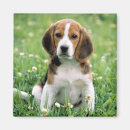 Recherche de canin magnets Photographie