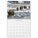 Suche nach wild lebende tiere kalender Bison