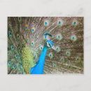 Suche nach pfau Tierwelt