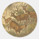 Suche nach hirsche aufkleber Wald