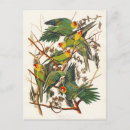 Suche nach john audubon postkarten Vintag