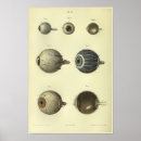Suche nach anatomie des auges poster Medizinisch